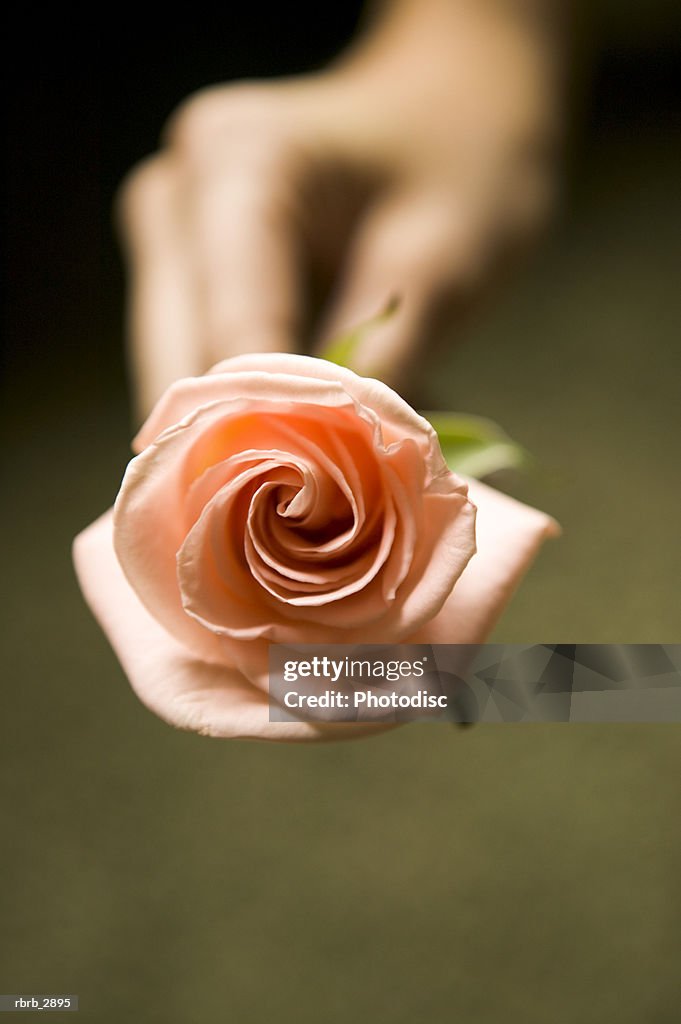 Human hand holding a rose