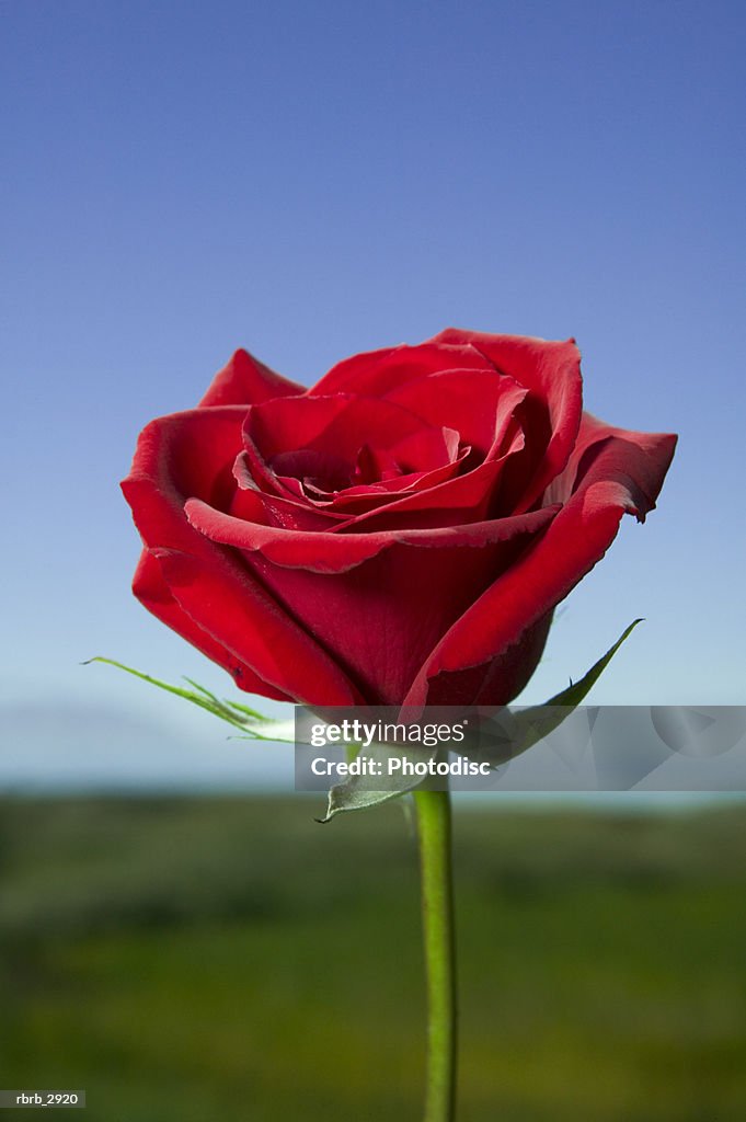 Close-up of a red rose