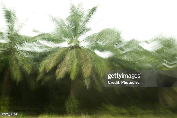 blurred view of palm trees - plant condition stockfoto's en -beelden