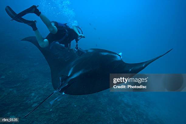 underwater shot of a scuba diver as he swims towards a large stingray - elasmobranch stockfoto's en -beelden