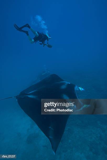 underwater shot of a scuba diver as he swims near a large stingray - elasmobranch stockfoto's en -beelden