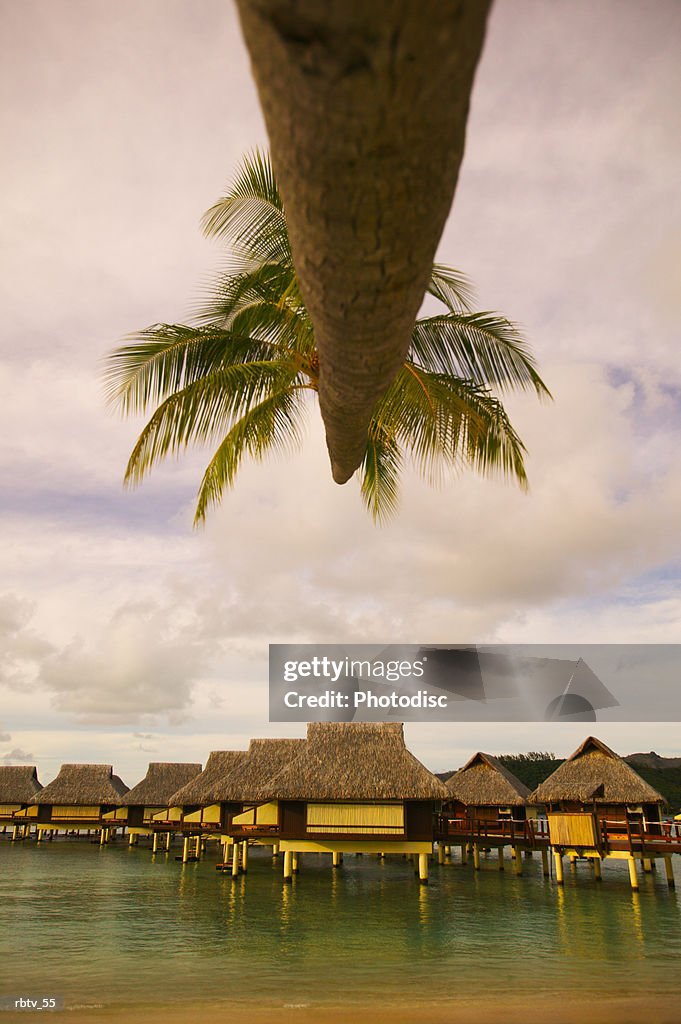 Landscape photograph of a palm tree as it bends towards a beach and grass huts