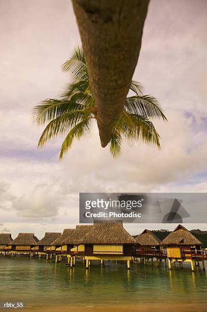 landscape photograph of a palm tree as it bends towards a beach and grass huts - grashut stockfoto's en -beelden