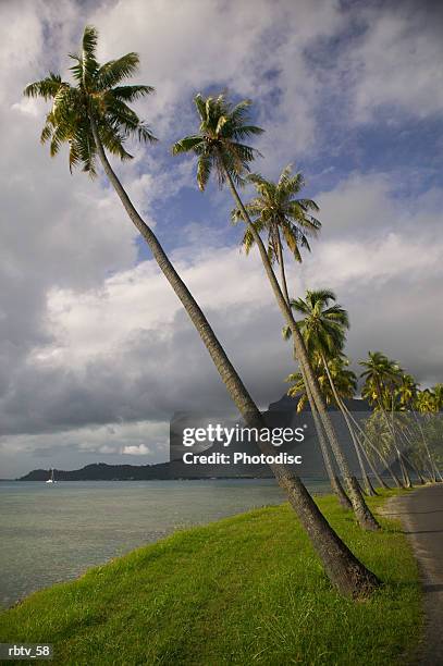 landscape photograph of a line of palm trees as that lean towards the beautiful beach - gesellschaftsinseln stock-fotos und bilder