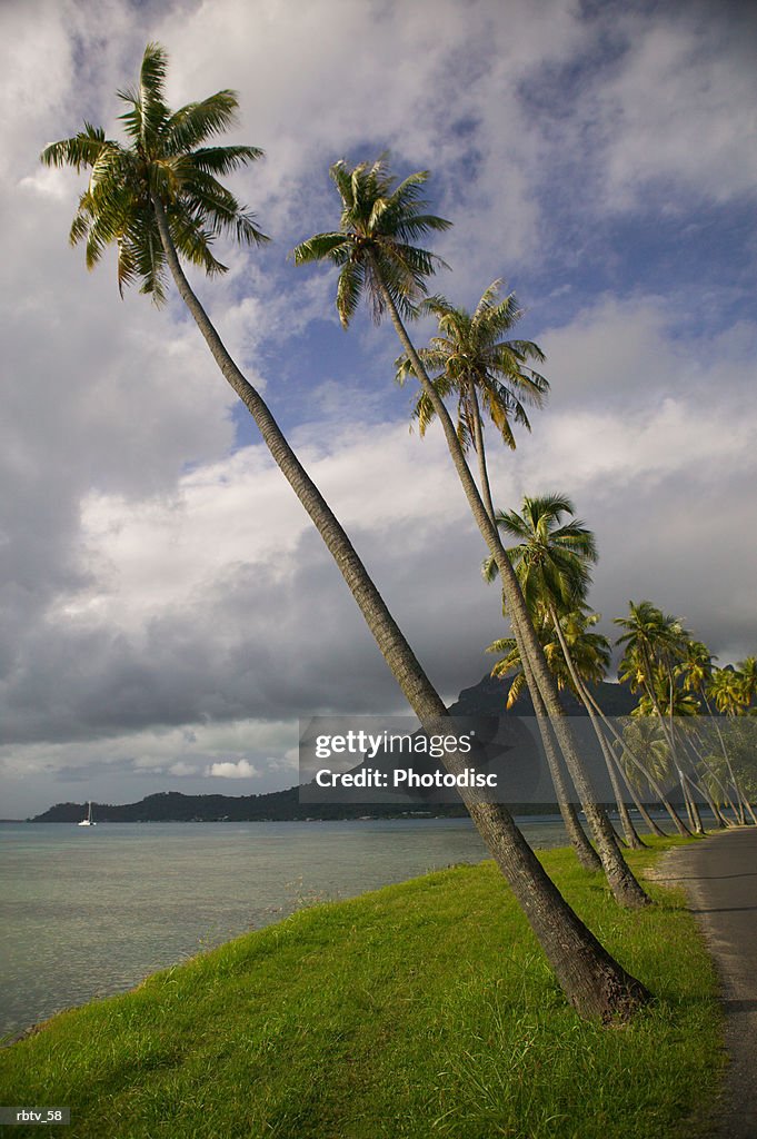 Landscape photograph of a line of palm trees as that lean towards the beautiful beach