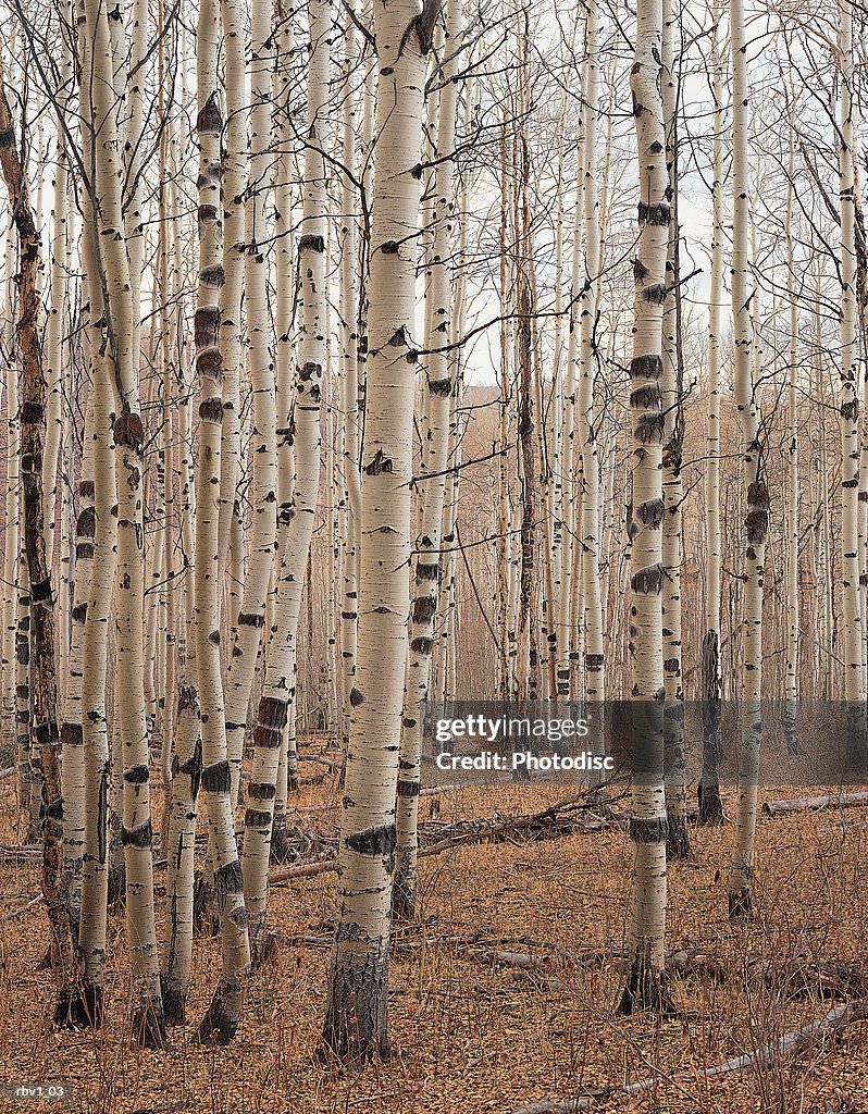 A group of birch or aspen trees that have lost their leaves due to fall under a cloudy sky