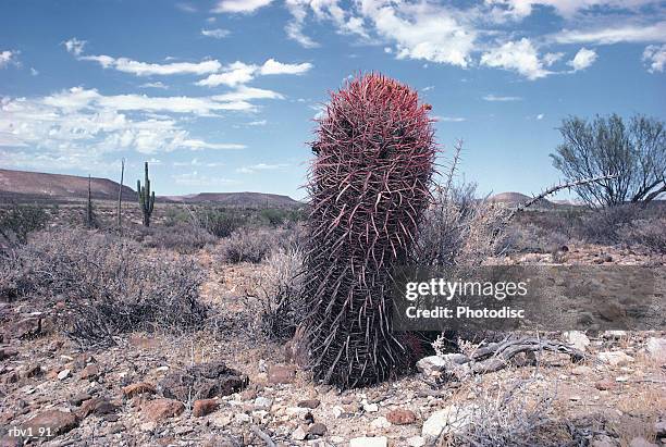 a small cactus rises from the dead and rocky ground toward the blue sky and white clouds as dead brush surrounds it - forma de falo fotografías e imágenes de stock