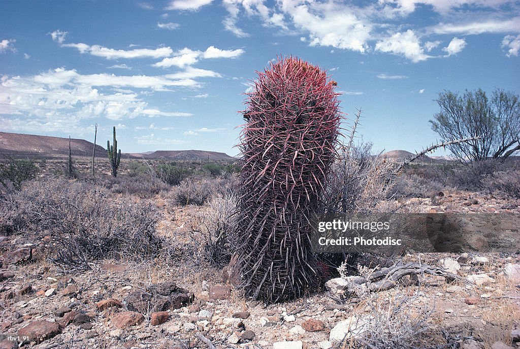 A small cactus rises from the dead and rocky ground toward the blue sky and white clouds as dead brush surrounds it