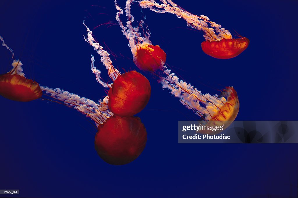 Orange and white jellyfish swim under blue water as their long tentacles stretch upward