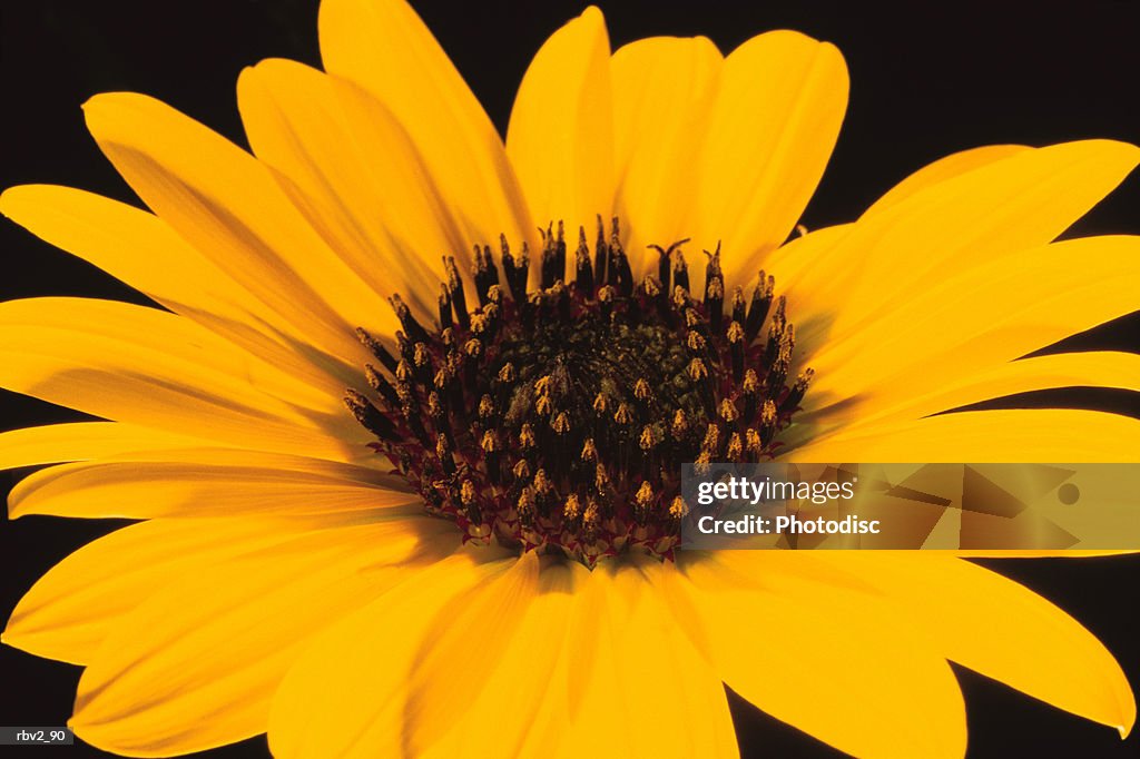 A yellow sunflower with a brown center opens up in front of a black background