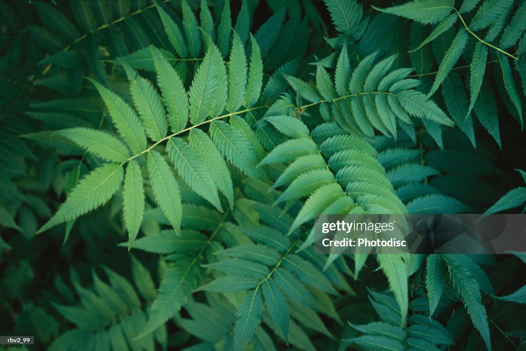 A collection of green leaves branching out from each other