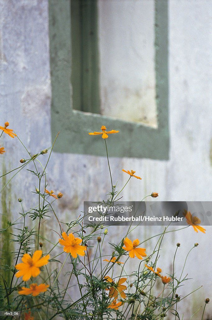 Yellow wildflowers grow against a white stucco building close to a window in Europe