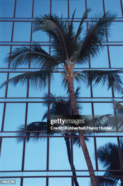 a palm tree stands in front of a glass building as it is being reflected - fensterfront stock-fotos und bilder