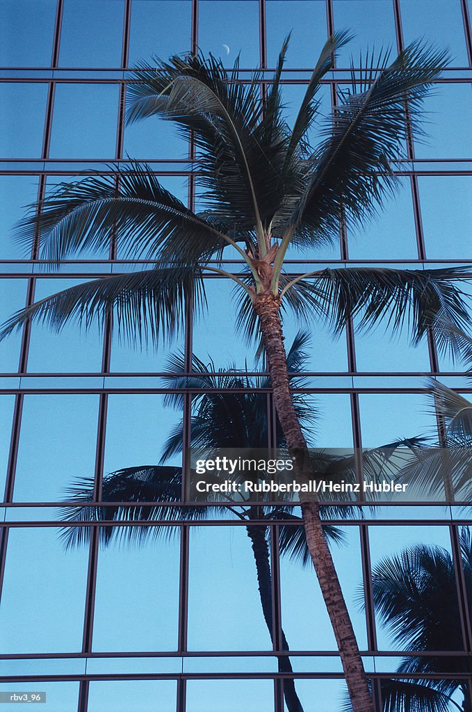 A palm tree stands in front of a glass building as it is being reflected