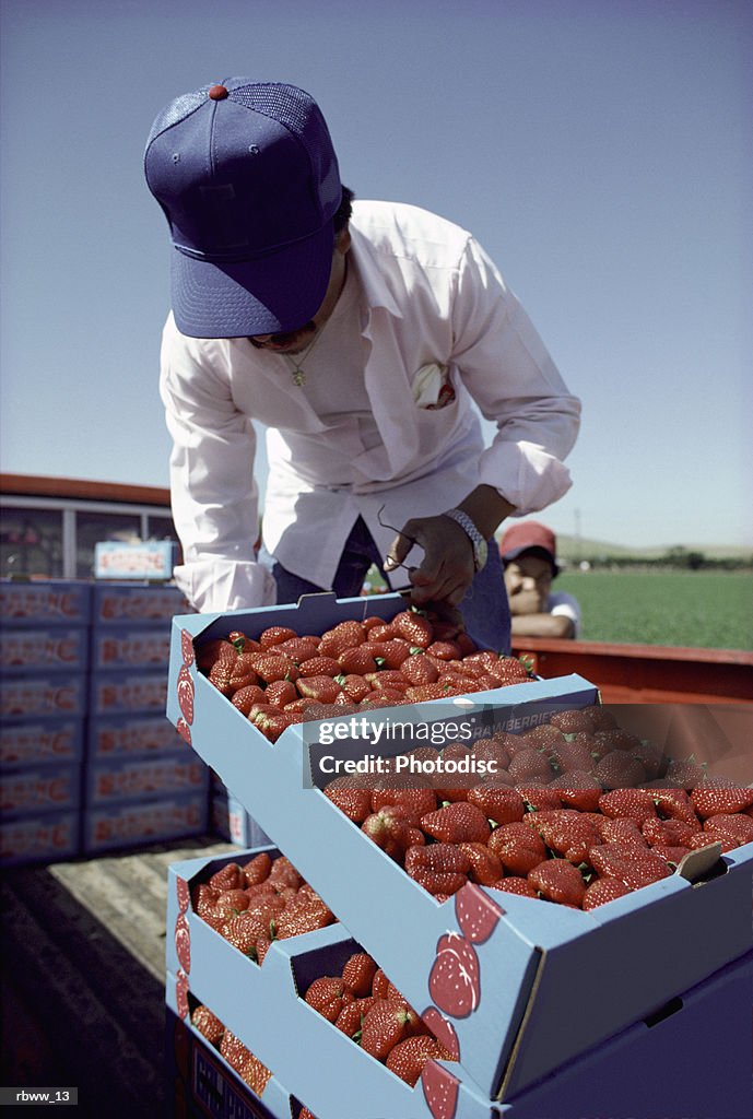 A farmer inspects a box of strawberries
