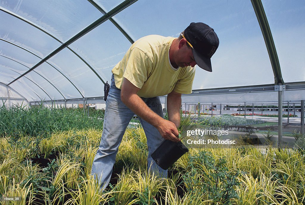A caucasian man inspects his plants while standing in a greenhouse