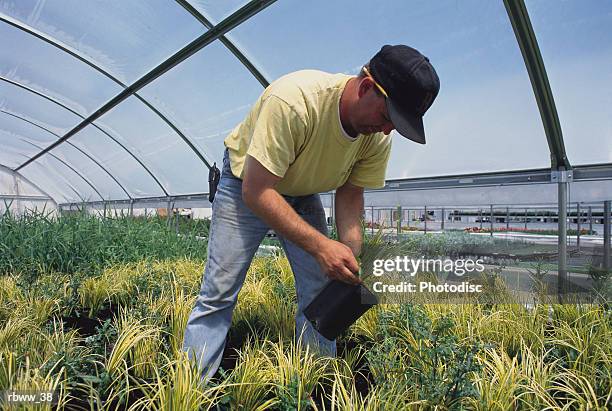 a caucasian man inspects his plants while standing in a greenhouse - flora condition stock pictures, royalty-free photos & images