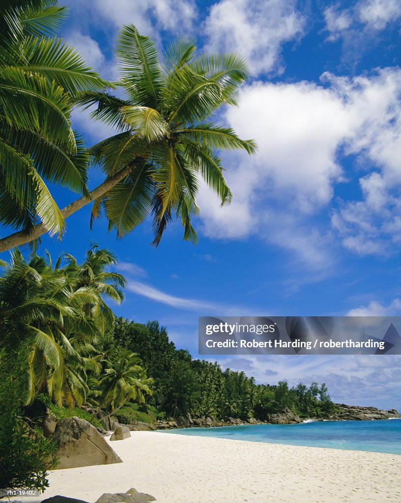 Palm trees and beach, Seychelles