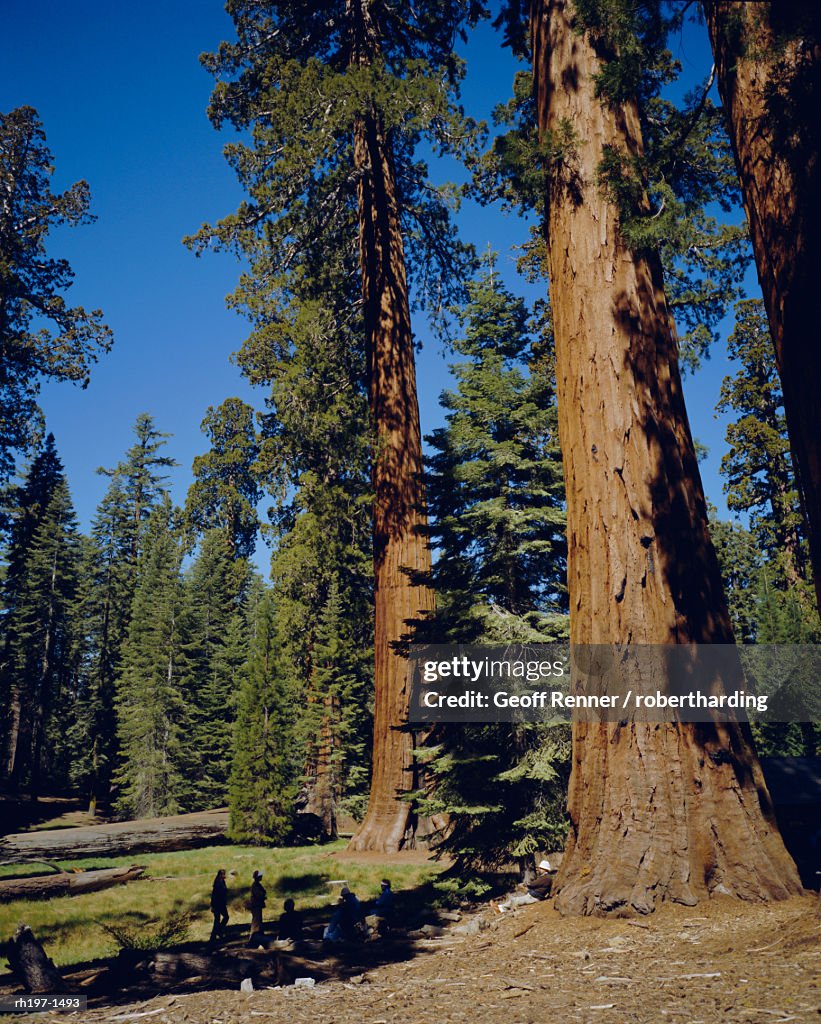Giant sequoia trees, Mariposa Grove, near Yosemite, California, USA, North America
