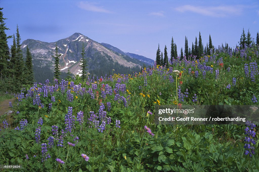Flower meadow, Mount Revelstoke National Park, Rocky Mountains, British Columbia B.C., Canada, North America