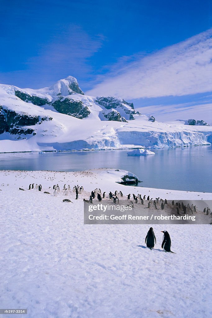 Gentoo penguins, Antarctic Peninsula, Antarctica