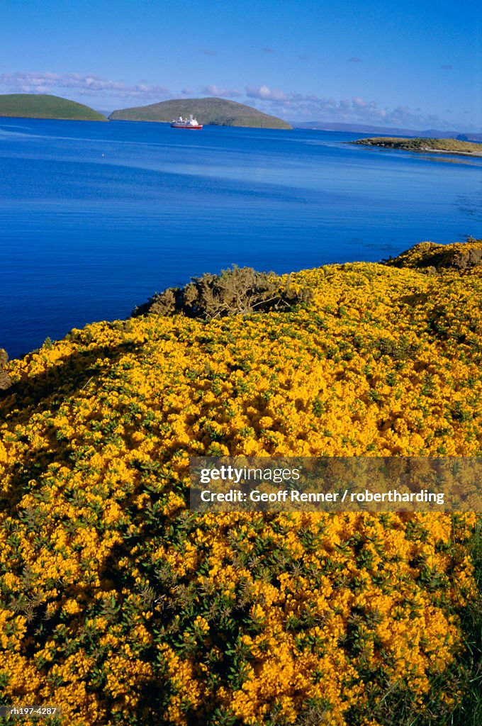 Yellow gorse bushes (ulex europea), New Island, West Falkland, Falkland Islands