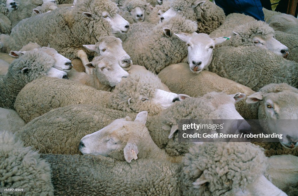 "Sheep, Falkland Islands, South America"