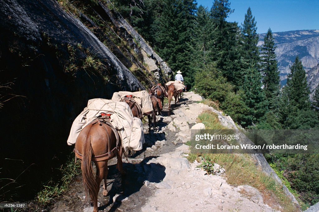 Pack horses and tourist trekking, Merced Valley, Yosemite National Park, UNESCO World Heritage Site, California, United States of America (U.S.A.), North America
