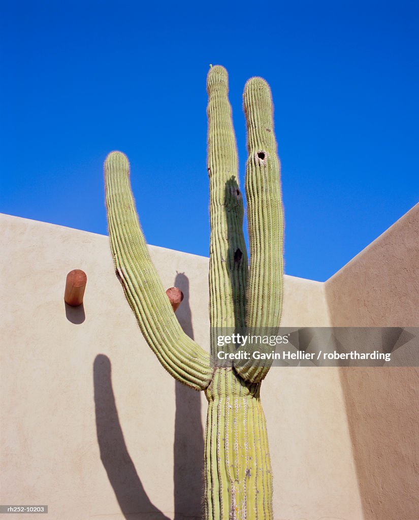 Giant cactus, Scottsdale, Arizona, USA. North America