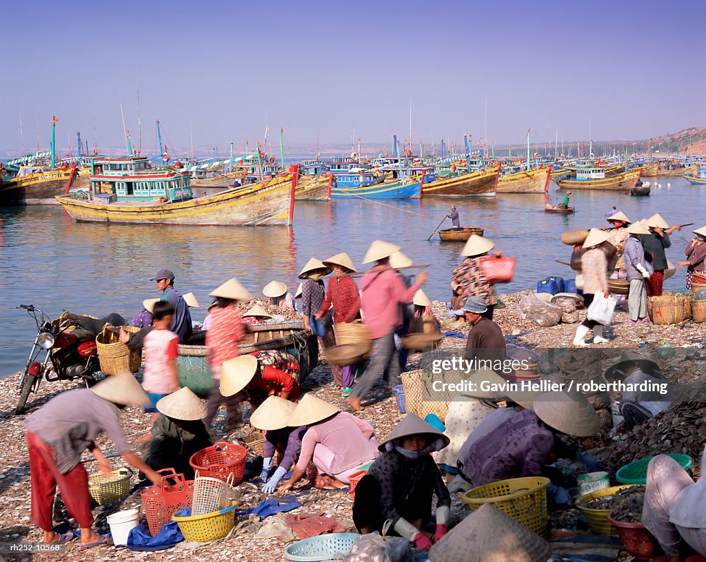 Fishing village people collecting the morning catch from fishing boat fleet, Mui Ne, south-central coast, Vietnam, Indochina, Southeast Asia, Asia