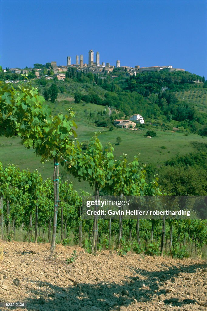 Vineyards below the town of San Gimignano, Tuscany, Italy, Europe