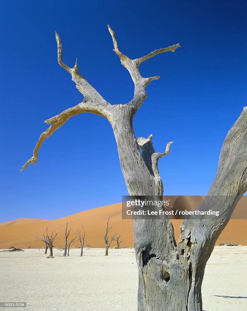 Dead trees and sun-baked pan, Dead Vlei, Namib Naukluft Park, Namibia