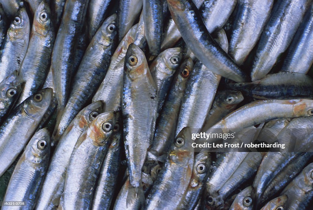 Fish in fish market, Istanbul, Turkey, Europe