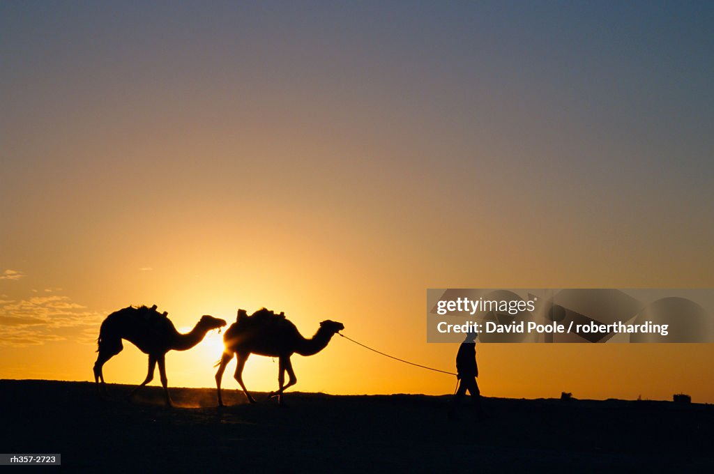 Camels and guide, Zaafrane, Tunisia, North Africa