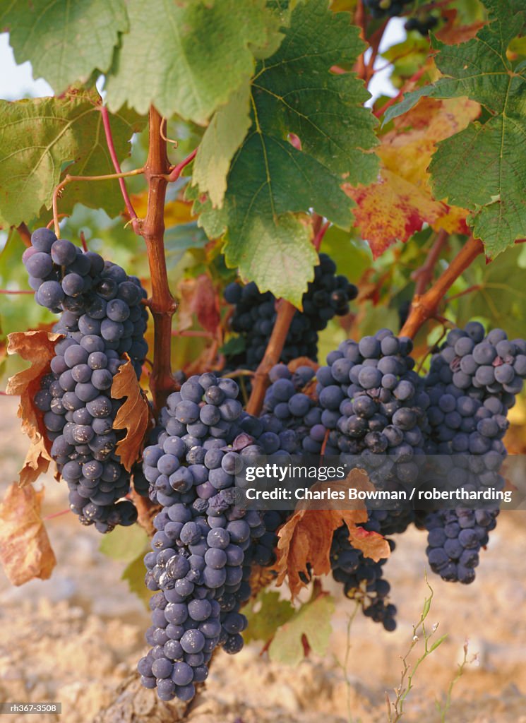 Grapes in vineyard near Logrono, Ebro Valley, La Rioja Province, Spain, Europe