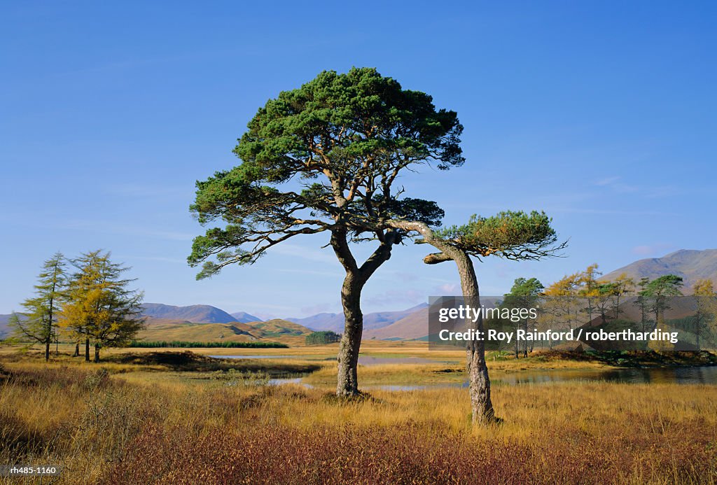 Scots Pine Trees, Loch Tulla, Strathclyde, Scotland, UK, Europe