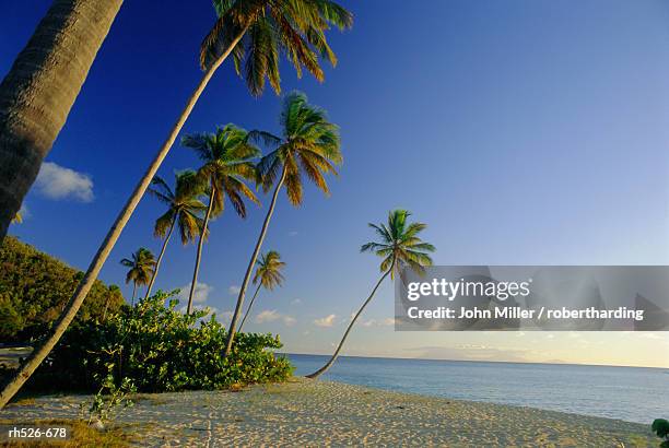 darkwood beach, antigua, caribbean, west indies - antigua leeward islands bildbanksfoton och bilder