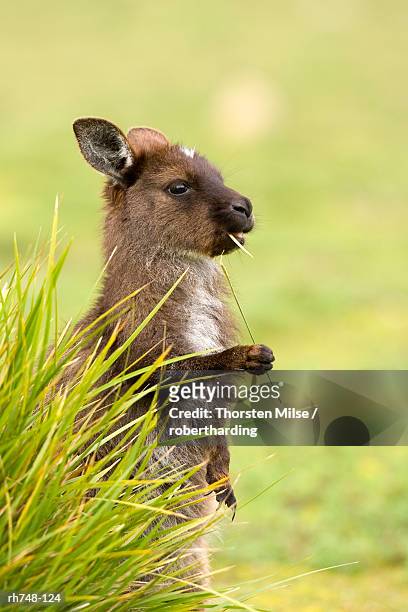 kangaroo, (macropus fuliginosus), flinders chase n.p., kangaroo island, south australia, australia - grey kangaroo stock pictures, royalty-free photos & images