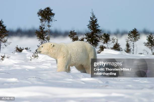 polar bear with a cub, (ursus maritimus), churchill, manitoba, canada - cape churchill stock pictures, royalty-free photos & images