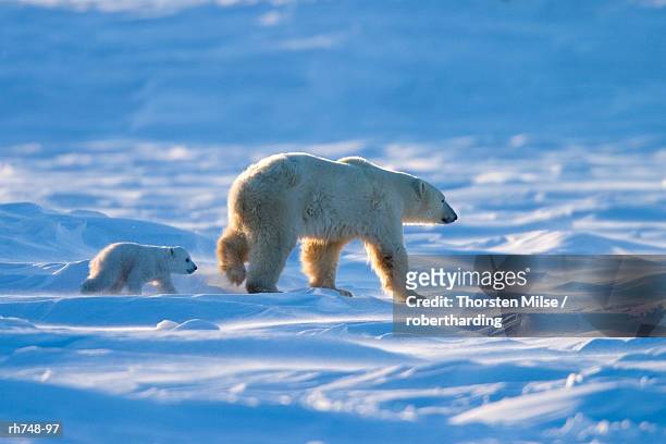 polar bear with a cub, (ursus maritimus), churchill, manitoba, canada - cape churchill stock pictures, royalty-free photos & images