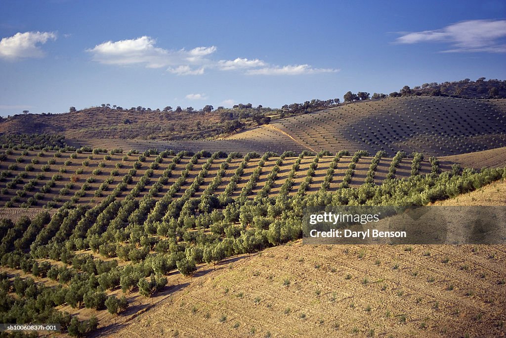 Spain, Andalusia, olive orchards