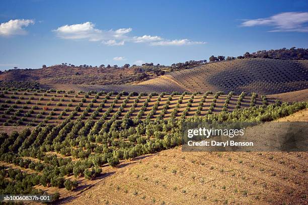 spain, andalusia, olive orchards - andalusia 個照片及圖片檔