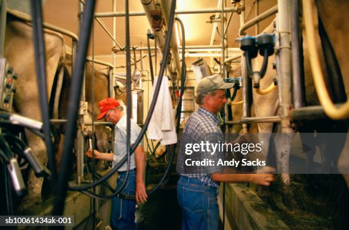 Two Farmers Milking Cows In Dairy Farm Side View High Res Stock Photo two-farmers-milking-cows-in-dairy-farm-side-view-high-res-stock-photo