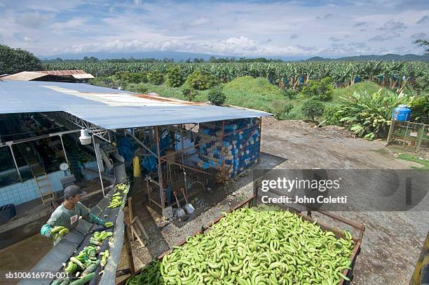 costa rica, banana farm in puerto viejo, elevated view - banana plantation stock pictures, royalty-free photos & images