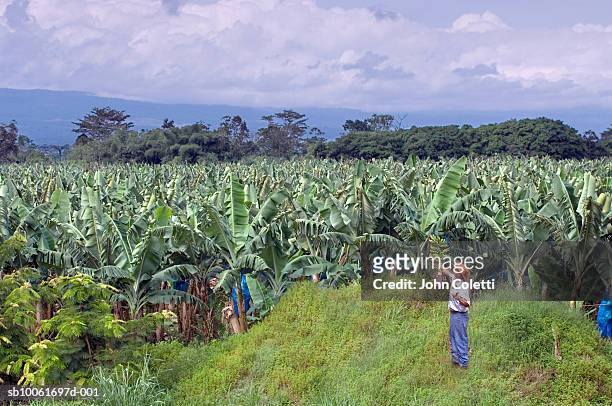 costa rica, banana farm in puerto viejo - banana plantation stock pictures, royalty-free photos & images