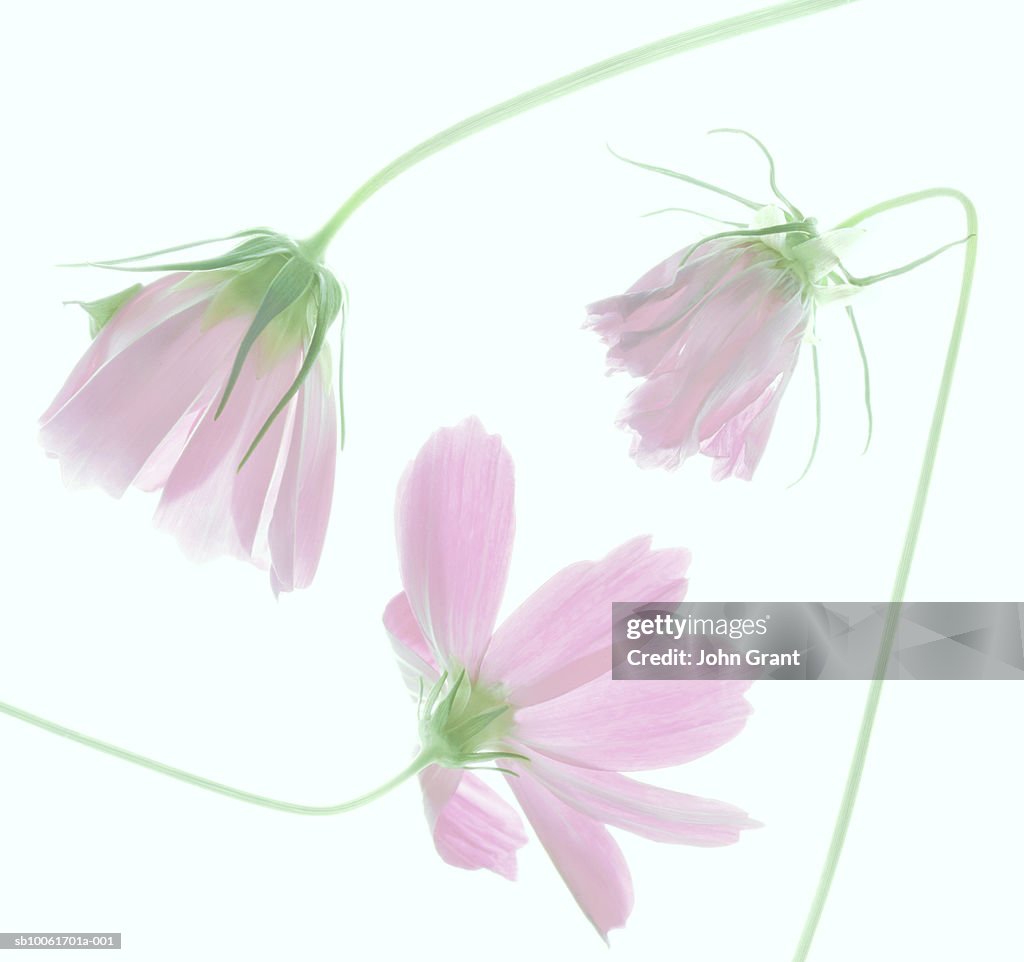 Pink cosmos flower against white background