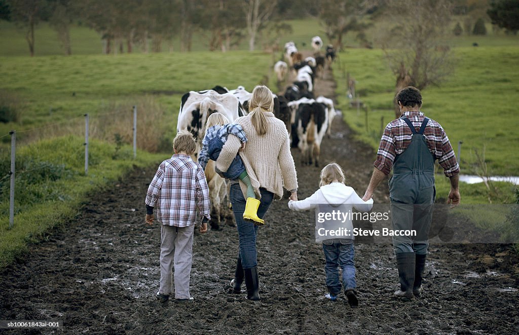 Family with three children (3-9) walking on muddy road, cows in background, rear view