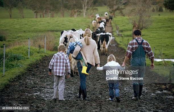 family with three children (3-9) walking on muddy road, cows in background, rear view - farm family stockfoto's en -beelden