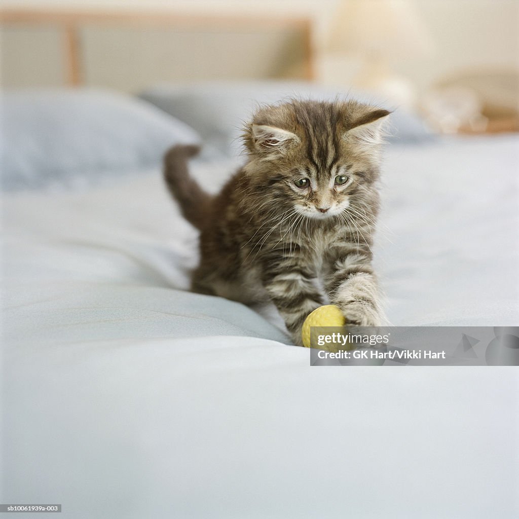 Maine Coon kitten sitting on bed in bedroom, playing with ball