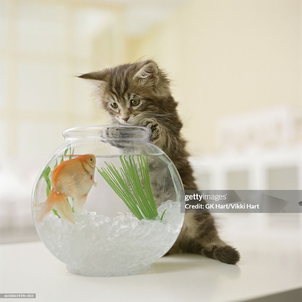 Maine Coon kitten looking at goldfish in fishbowl